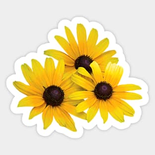 Black Eyed Susans - Trio of Black-Eyed Susans Sticker